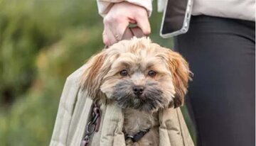 Reistassen voor honden