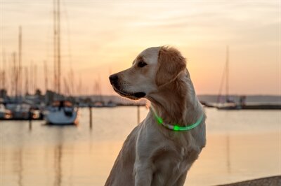 Trixie lichtgevende halsband usb flash light oplaadbaar tpu groen