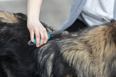 Trixie vacht ontvilter gebogen tanden