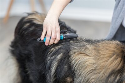 Trixie vacht ontvilter gebogen tanden