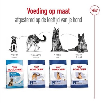 Royal canin maxi adult